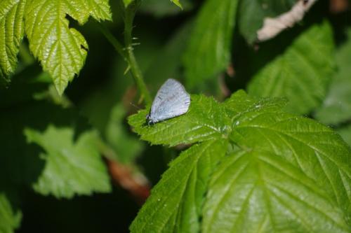 Celastrina argiolus
